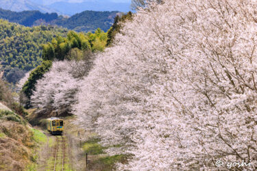 【平成筑豊鉄道】赤の桜